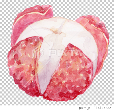 皮を剥いたライチの水彩イラスト 皮を剥いたライチの水彩イラスト 116125882