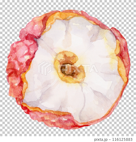 ライチの水彩イラスト　俯瞰 116125883