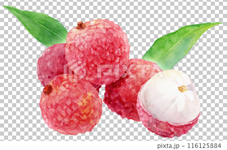 たくさんのライチ 水彩イラスト たくさんのライチ 水彩イラスト 116125884