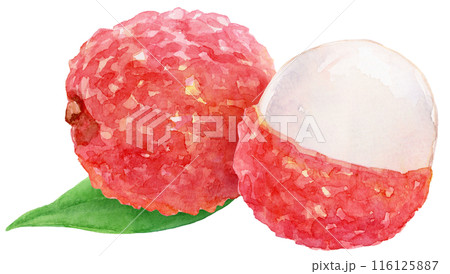 ライチの水彩イラスト 116125887