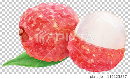 ライチの水彩イラスト 116125887