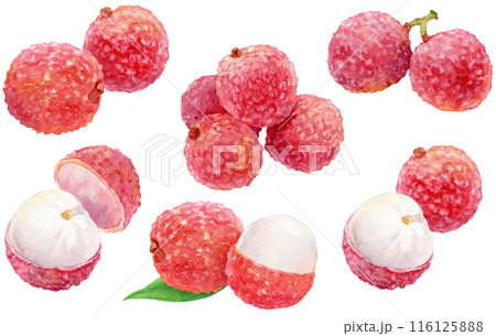 ライチの挿絵　水彩イラスト　素材セット 116125888