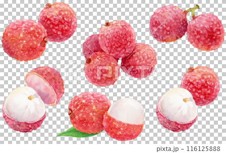 ライチの挿絵　水彩イラスト　素材セット 116125888