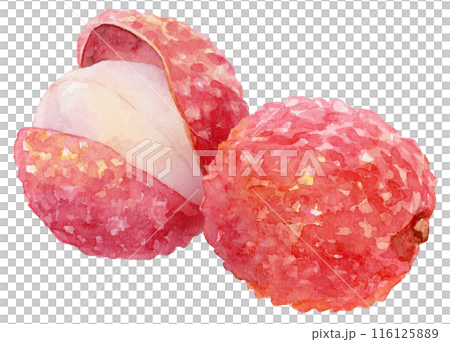 荔枝水彩插圖 116125889