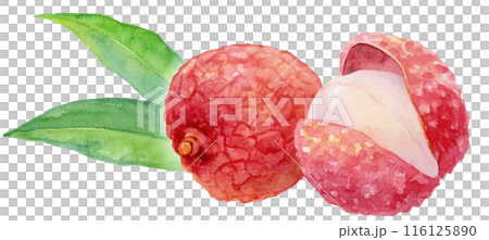 荔枝水彩插圖 116125890