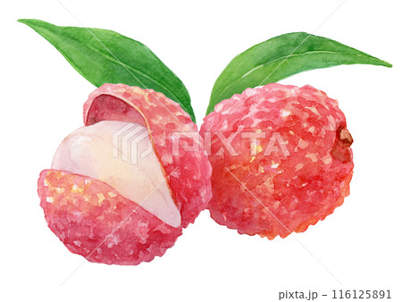 ライチの水彩イラスト 116125891