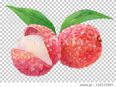 ライチの水彩イラスト 116125891