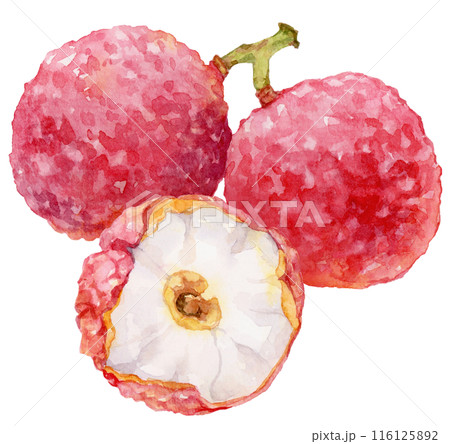 ライチの水彩イラスト 116125892