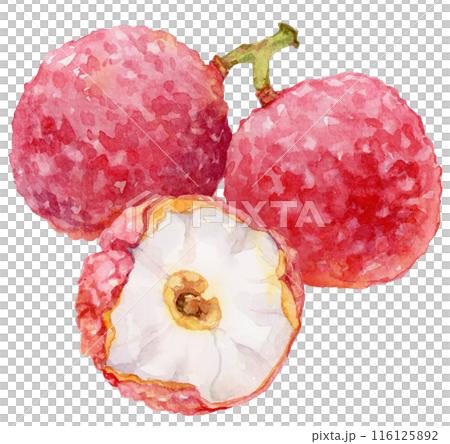 ライチの水彩イラスト 116125892
