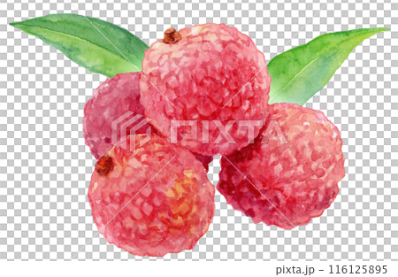 荔枝水彩插圖 116125895