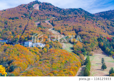 【紅葉素材】志賀高原の紅葉した木々【長野県】 116125933