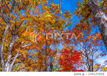 【紅葉素材】志賀高原の紅葉した木々【長野県】 【紅葉素材】志賀高原の紅葉した木々【長野県】 116125938