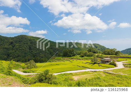 山間部の棚田（大分県国東市） 116125968