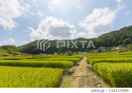 山間部の棚田(大分県国東市) 山間部の棚田(大分県国東市) 116125984