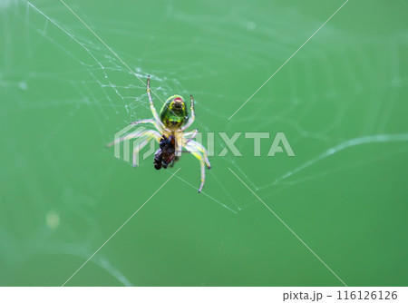 A spider on a web on a blurred green background. A spider on a web on a blurred green background. 116126126