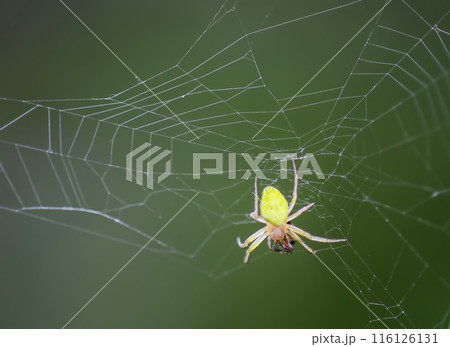 A spider on a web on a blurred green background. 116126131