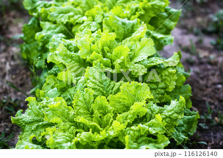 Salad grow on the kitchen-garden in soil. Organic vegetables. 116126140