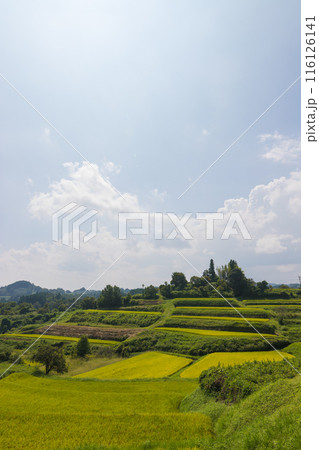 棚田と青空（大分県竹田市） 116126141