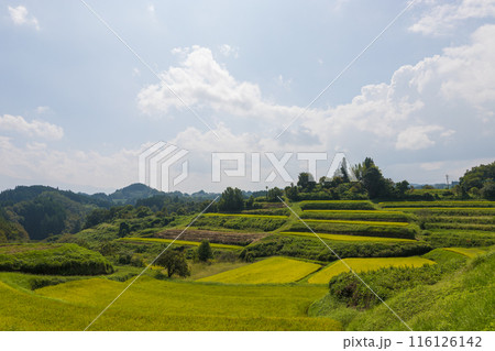 棚田と青空（大分県竹田市） 116126142