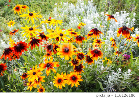 Rudbeckia hirta yellow flowers in a garden. Black-eyed Susan plants in flowering season. 116126180