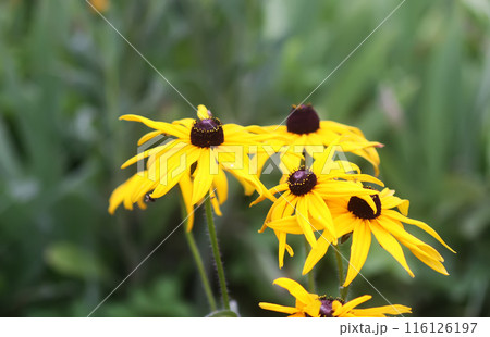 Rudbeckia hirta yellow flowers in a garden. Black-eyed Susan plants in flowering season. 116126197