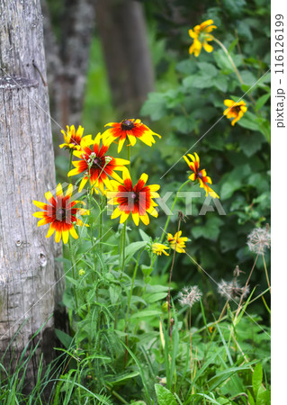 Rudbeckia hirta yellow flowers in a garden. Black-eyed Susan plants in flowering season. 116126199