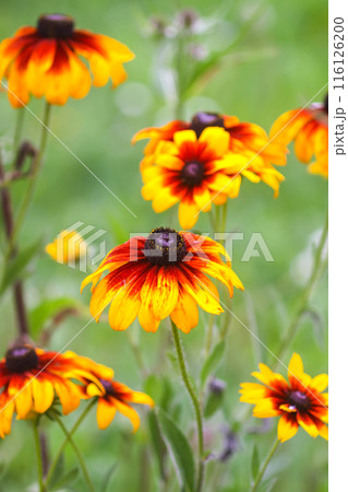 Rudbeckia hirta yellow flowers in a garden. Black-eyed Susan plants in flowering season. 116126200