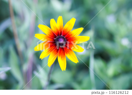 Rudbeckia hirta yellow flowers in a garden. Black-eyed Susan plants in flowering season. Rudbeckia hirta yellow flowers in a garden. Black-eyed Susan plants in flowering season. 116126212
