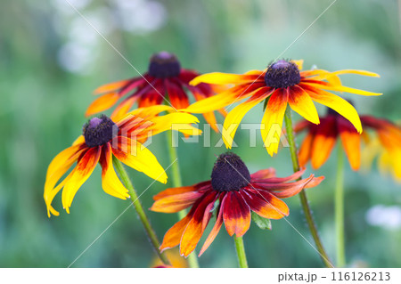 Rudbeckia hirta yellow flowers in a garden. Black-eyed Susan plants in flowering season. Rudbeckia hirta yellow flowers in a garden. Black-eyed Susan plants in flowering season. 116126213
