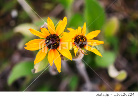 Rudbeckia hirta yellow flowers in a garden. Black-eyed Susan plants in flowering season. Rudbeckia hirta yellow flowers in a garden. Black-eyed Susan plants in flowering season. 116126224