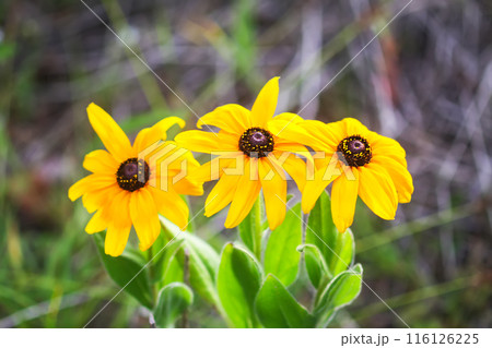 Rudbeckia hirta yellow flowers in a garden. Black-eyed Susan plants in flowering season. Rudbeckia hirta yellow flowers in a garden. Black-eyed Susan plants in flowering season. 116126225