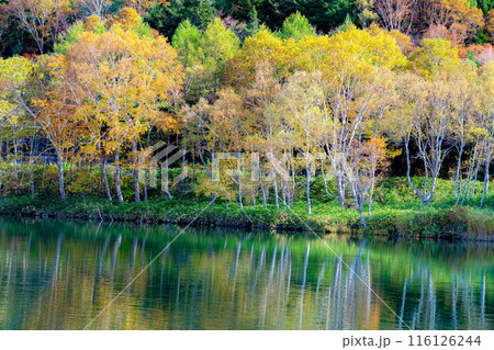 【紅葉素材】秋の志賀高原・木戸池の紅葉【長野県】 【紅葉素材】秋の志賀高原・木戸池の紅葉【長野県】 116126244