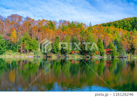 【紅葉素材】秋の志賀高原・木戸池の紅葉【長野県】 【紅葉素材】秋の志賀高原・木戸池の紅葉【長野県】 116126246