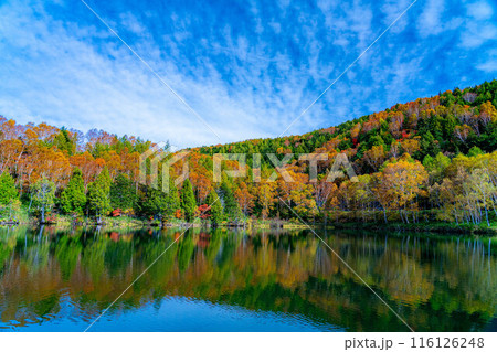 【紅葉素材】秋の志賀高原・木戸池の紅葉【長野県】 【紅葉素材】秋の志賀高原・木戸池の紅葉【長野県】 116126248