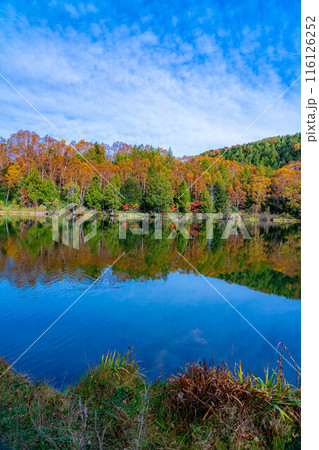 【紅葉素材】秋の志賀高原・木戸池の紅葉【長野県】 【紅葉素材】秋の志賀高原・木戸池の紅葉【長野県】 116126252
