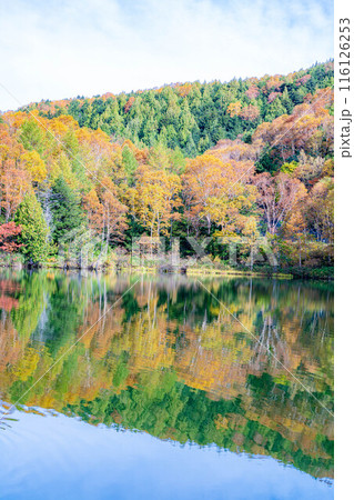 【紅葉素材】秋の志賀高原・木戸池の紅葉【長野県】 【紅葉素材】秋の志賀高原・木戸池の紅葉【長野県】 116126253