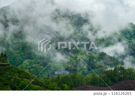 新緑と雨霧【北安曇郡池田町】 116126265