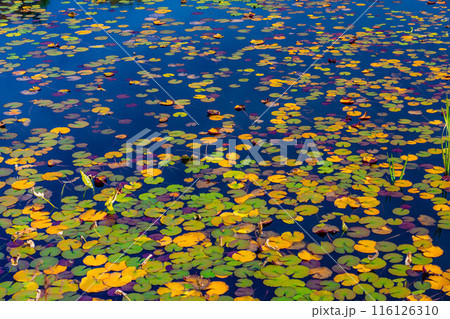 【紅葉素材】秋の志賀高原・蓮池の紅葉【長野県】 116126310