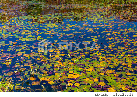 【紅葉素材】秋の志賀高原・蓮池の紅葉【長野県】 116126313