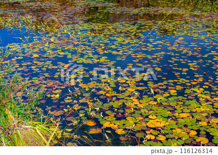 【紅葉素材】秋の志賀高原・蓮池の紅葉【長野県】 116126314