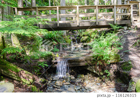 Uphill pathway leading to  the Cascade Falls located Northeast of Mission, British Columbia, Canada 116126315