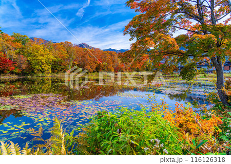 【紅葉素材】秋の志賀高原・蓮池の紅葉【長野県】 【紅葉素材】秋の志賀高原・蓮池の紅葉【長野県】 116126318