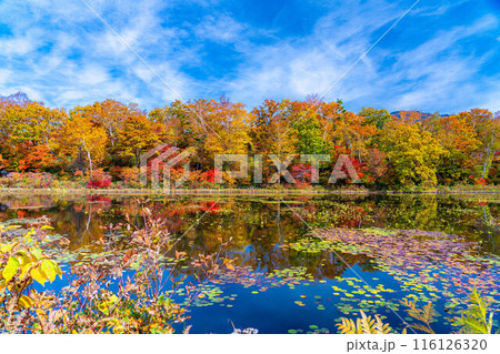 【紅葉素材】秋の志賀高原・蓮池の紅葉【長野県】 【紅葉素材】秋の志賀高原・蓮池の紅葉【長野県】 116126320