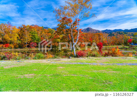 【紅葉素材】秋の志賀高原・蓮池の紅葉【長野県】 【紅葉素材】秋の志賀高原・蓮池の紅葉【長野県】 116126327