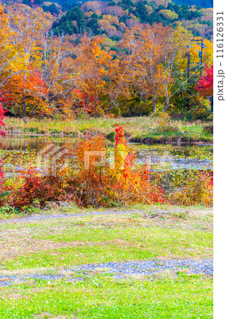 【紅葉素材】秋の志賀高原・蓮池の紅葉【長野県】 116126331