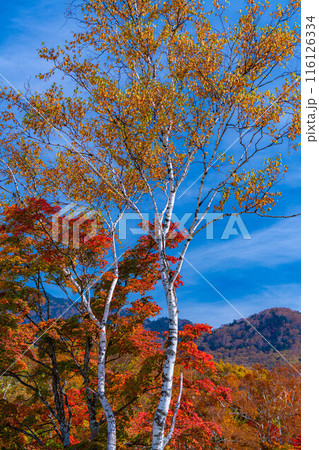 【紅葉素材】秋の志賀高原・蓮池の紅葉【長野県】 116126334