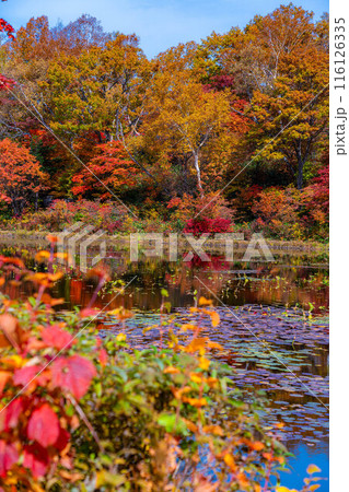 【紅葉素材】秋の志賀高原・蓮池の紅葉【長野県】 116126335
