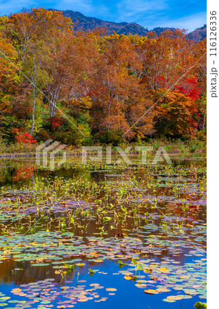 【紅葉素材】秋の志賀高原・蓮池の紅葉【長野県】 116126336