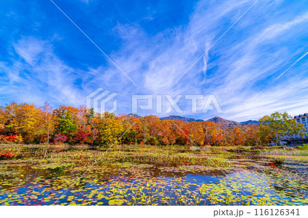 【紅葉素材】秋の志賀高原・蓮池の紅葉【長野県】 【紅葉素材】秋の志賀高原・蓮池の紅葉【長野県】 116126341