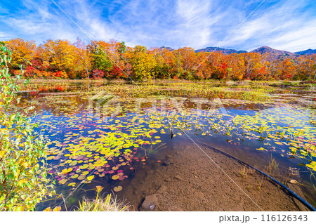 【紅葉素材】秋の志賀高原・蓮池の紅葉【長野県】 116126343